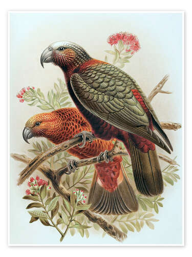 Poster Kaka-Papagei und Kaka-kura - Johannes Keulemans, 1888