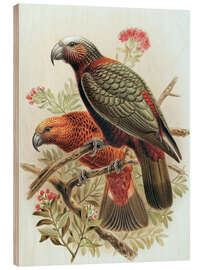 Cuadro de madera Kaka parrot and variety Kaka-kura - Johannes Keulemans