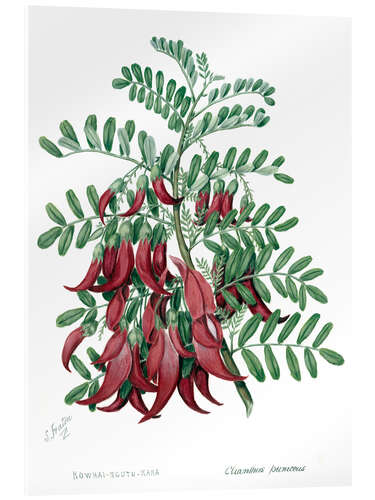 Acrylic print Kowhai-ngutu-kaka, chili plant - Sarah Featon, 1885
