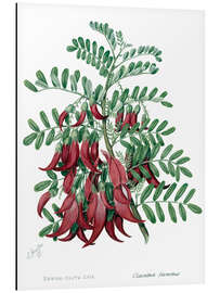 Alubild Kowhai-ngutu-kaka, Chili - Sarah Featon, 1885