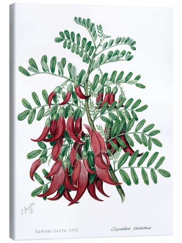 Lærredsbillede Kowhai-ngutu-kaka, chili plant - Sarah Featon, 1885