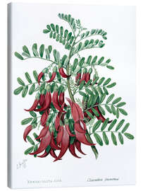 Lærredsbillede Kowhai-ngutu-kaka, chili plant - Sarah Featon, 1885
