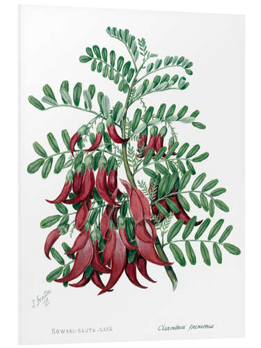 Cuadro de PVC Kowhai-ngutu-kaka, chili plant - Sarah Featon, 1885