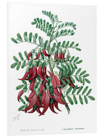 Cuadro de PVC Kowhai-ngutu-kaka, chili plant - Sarah Featon, 1885