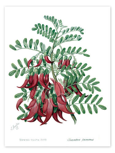 Poster Kowhai-ngutu-kaka, chili plant - Sarah Featon, 1885