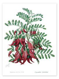 Tableau Kowhai-ngutu-kaka, chili plant - Sarah Featon, 1885