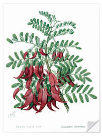 Sticker mural Kowhai-ngutu-kaka, chili plant - Sarah Featon, 1885