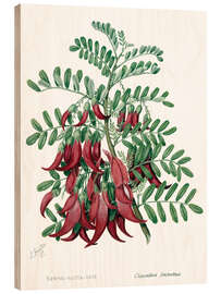 Holzbild Kowhai-ngutu-kaka, Chili - Sarah Featon, 1885