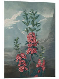 Acrylglasbild Rotes Lorbeerröslein (Kalmia angustifolia)