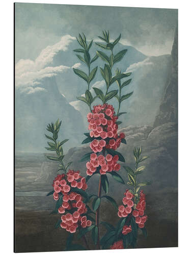 Cuadro de aluminio Narrow-Leaved Kalmia, 1807