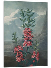 Cuadro de aluminio Narrow-Leaved Kalmia, 1807 - Robert John Thornton