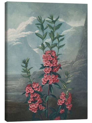 Leinwandbild Rotes Lorbeerröslein (Kalmia angustifolia)