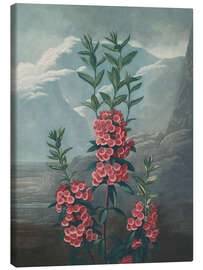 Leinwandbild Rotes Lorbeerröslein (Kalmia angustifolia) - Robert John Thornton