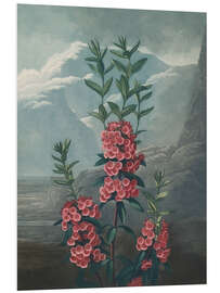 Hartschaumbild Rotes Lorbeerröslein (Kalmia angustifolia)