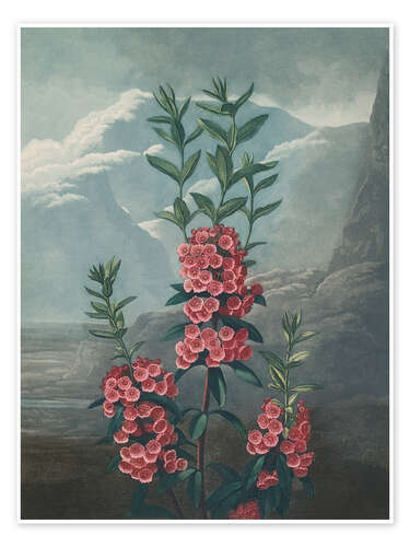 Poster Narrow-Leaved Kalmia, 1807