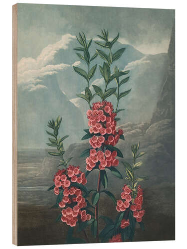 Quadro de madeira Narrow-Leaved Kalmia, 1807