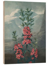 Cuadro de madera Narrow-Leaved Kalmia, 1807 - Robert John Thornton