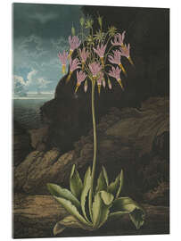Acrylic print The American Cowslip or Mead's Dodecatheon, 1807 - Robert John Thornton