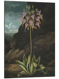 Alubild Die Amerikanische Schlüsselblume oder Götterblume - Robert John Thornton
