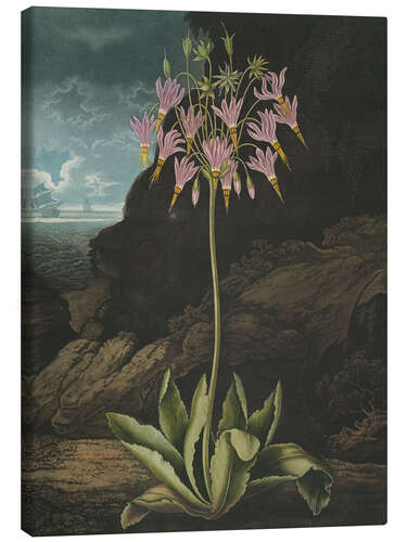 Tableau sur toile The American Cowslip or Mead's Dodecatheon, 1807