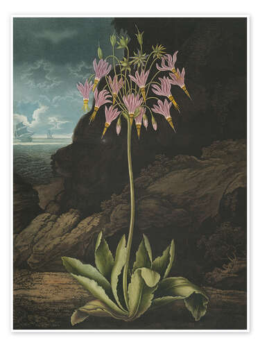 Poster The American Cowslip or Mead's Dodecatheon, 1807