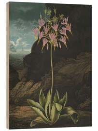 Obraz na drewnie The American Cowslip or Mead's Dodecatheon, 1807 - Robert John Thornton