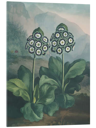Obraz na szkle akrylowym A Group Of Auriculas, 1807