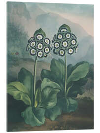 Obraz na szkle akrylowym A Group Of Auriculas, 1807 - Robert John Thornton