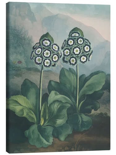 Tableau sur toile A Group Of Auriculas, 1807