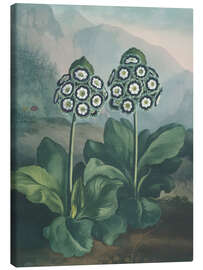 Tableau sur toile A Group Of Auriculas, 1807 - Robert John Thornton