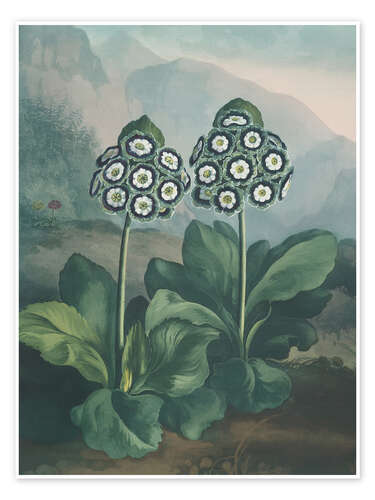 Poster A Group Of Auriculas, 1807