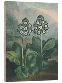 Obraz na drewnie A Group Of Auriculas, 1807 - Robert John Thornton