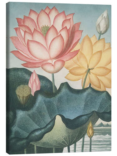 Leinwandbild Die heilige ägyptische Bohne, 1807