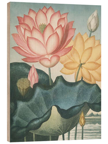 Quadro de madeira The Sacred Egyptian Bean, 1807