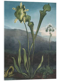 Acrylglasbild Amerikanische Moorpflanzen, Kannenpflanze, Venusfliegenfalle - Robert John Thornton