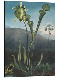 Cuadro de aluminio American Bog Plants, Pitcher Plant, Venus Flytrap, 1807 - Robert John Thornton