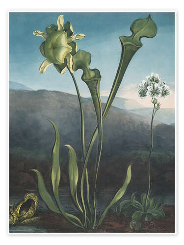 Poster American Bog Plants, Pitcher Plant, Venus Flytrap, 1807