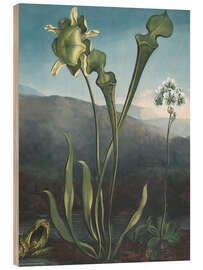 Holzbild Amerikanische Moorpflanzen, Kannenpflanze, Venusfliegenfalle - Robert John Thornton