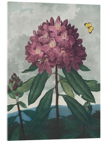 Akrylglastavla The Pontic Rhododendron, 1807