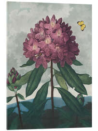 Akrylglastavla The Pontic Rhododendron, 1807