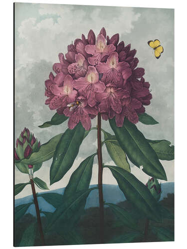 Aluminium print The Pontic Rhododendron, 1807