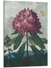 Alubild Der pontische Rhododendron, 1807