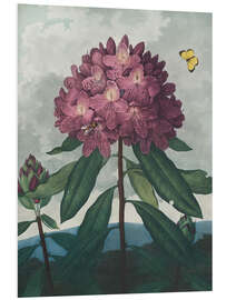 Obraz na PCV The Pontic Rhododendron, 1807