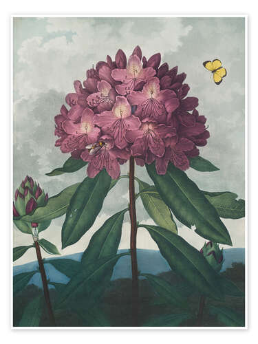 Poster Der pontische Rhododendron, 1807