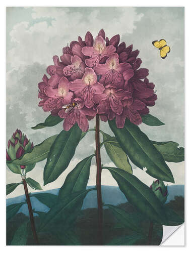 Sticker mural The Pontic Rhododendron, 1807