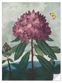 Sticker mural The Pontic Rhododendron, 1807