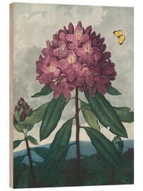 Trätavla The Pontic Rhododendron, 1807
