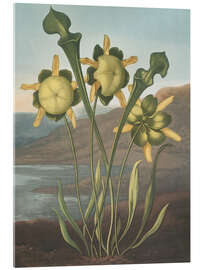 Acrylglasbild Kannenpflanze, 1807 - Robert John Thornton