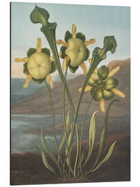 Alubild Kannenpflanze, 1807 - Robert John Thornton