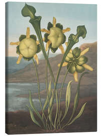 Lienzo Pitcher Plant, 1807 - Robert John Thornton